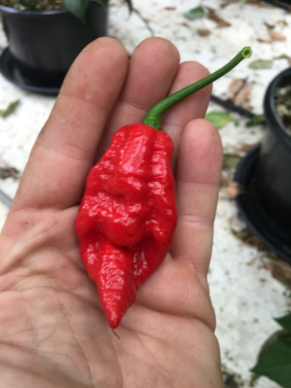 Naga Viper - 100 gram