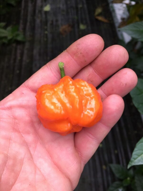 Orange Blob - 100 gram