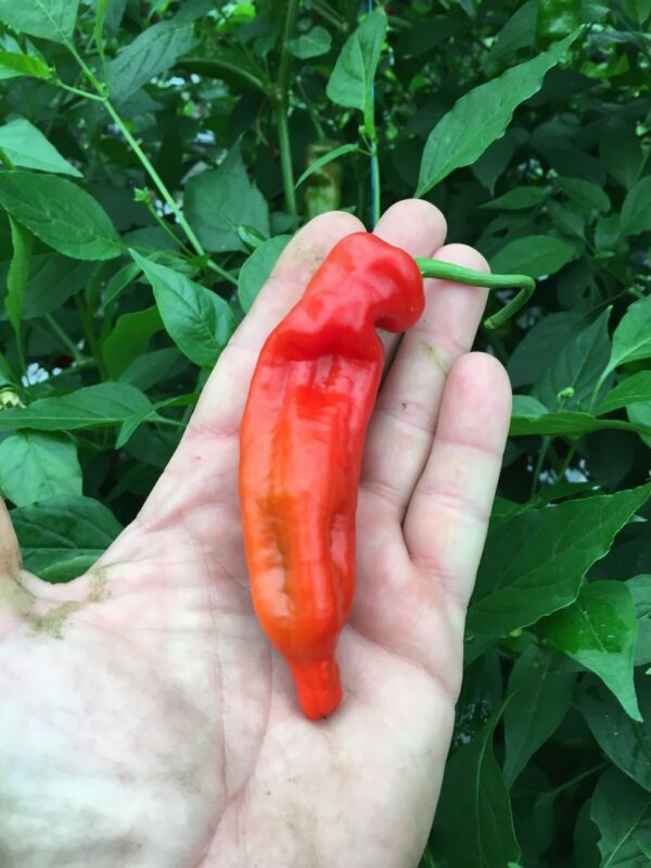 Piment Curry - C. baccatum