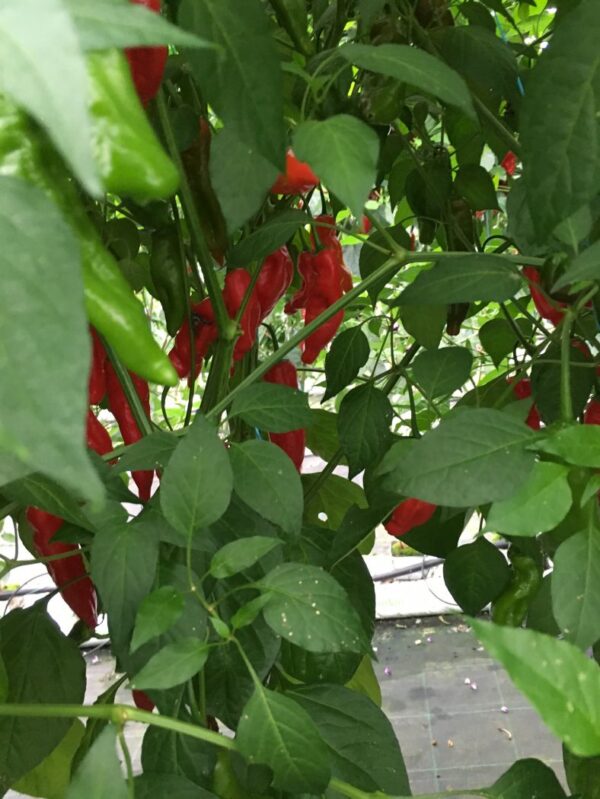 Piment Curry - C. baccatum - Image 2