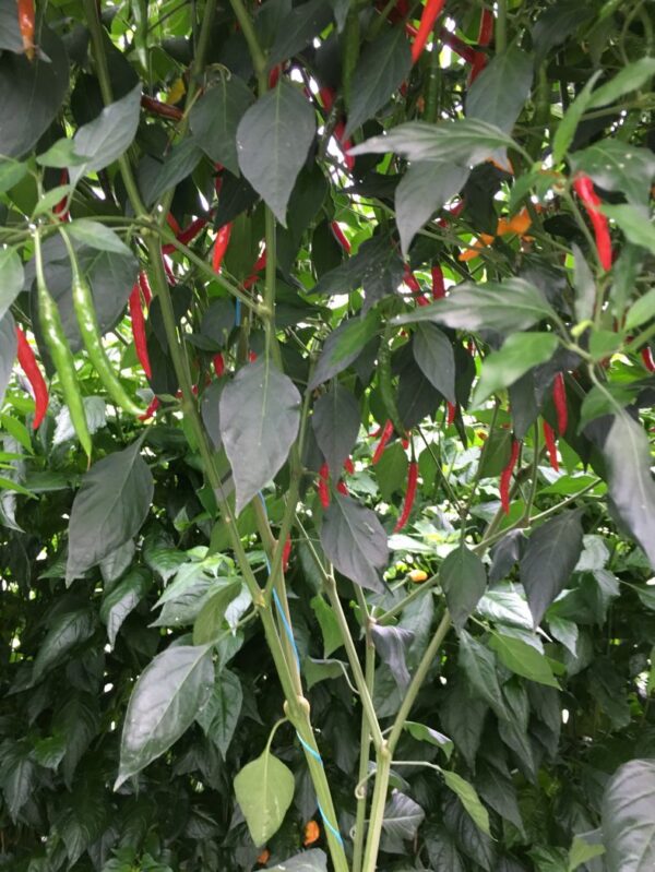 Red Cobra - 50 gram - Image 2