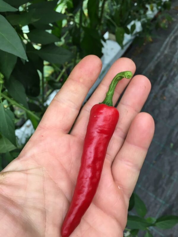 Ring of Fire - C. annuum