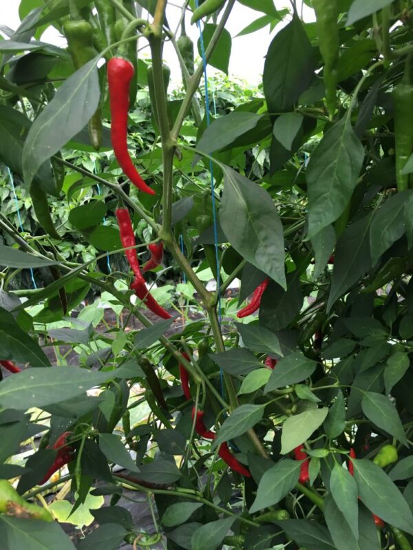 Ring of Fire - C. annuum - Image 2