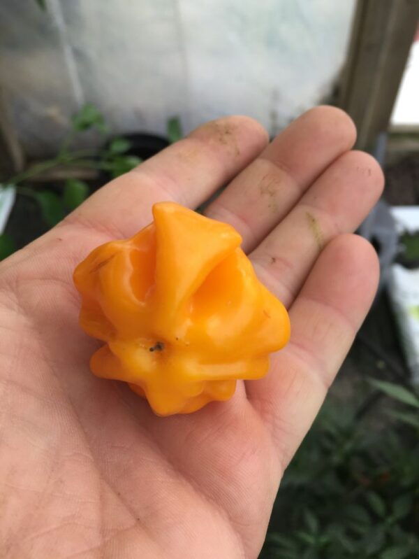 Starfish Yellow - 100 gram