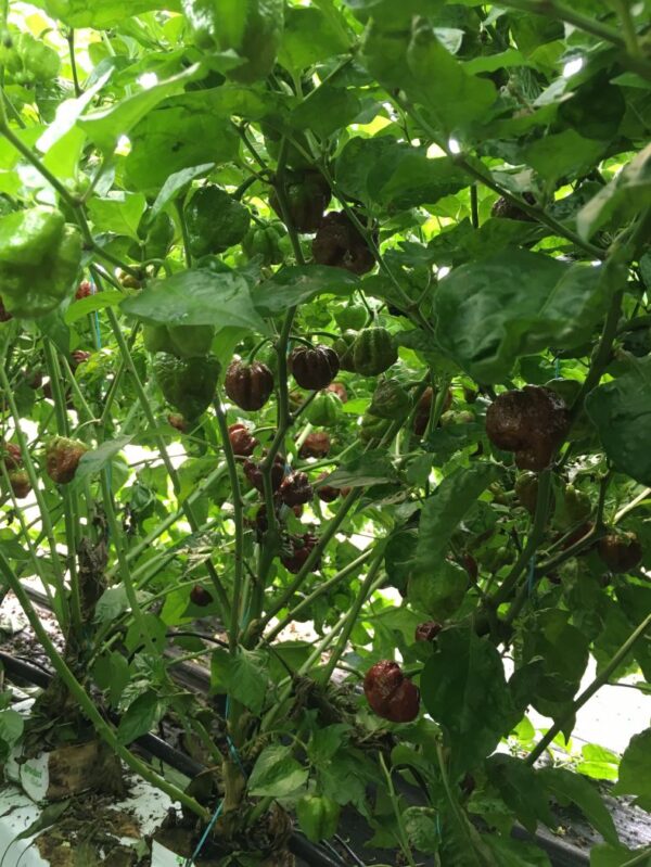 Trinidad Scorpion Moruga Chocolate - C. chinense - Image 2