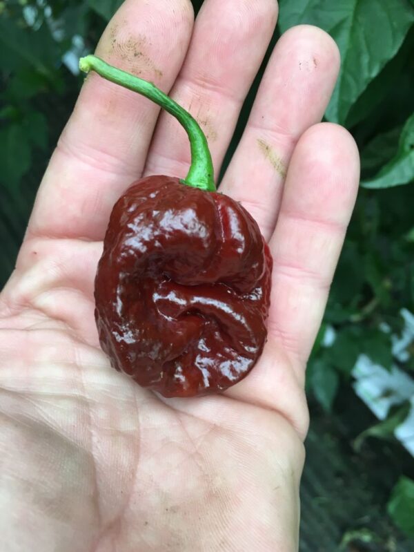 Douglah – C. chinense