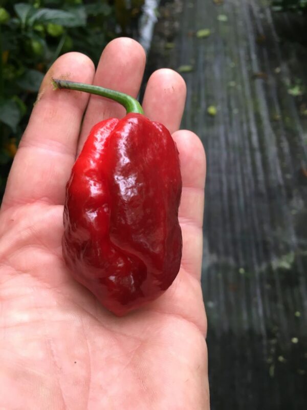 Trinidad Purple Viper - 100 gram