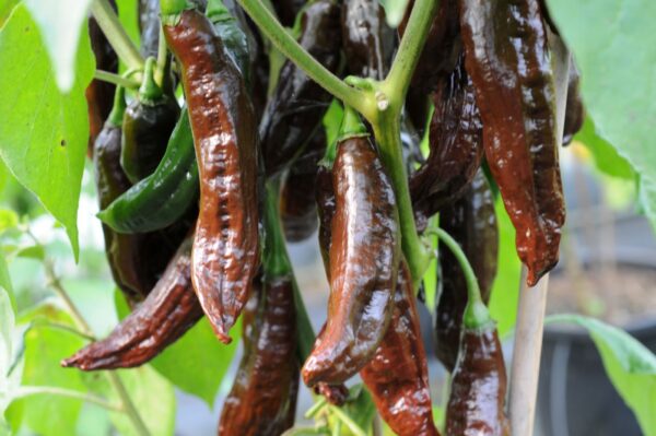 Holy Mole - C. annuum - *F1*