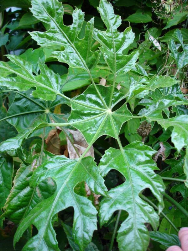 Trevesia palmata
