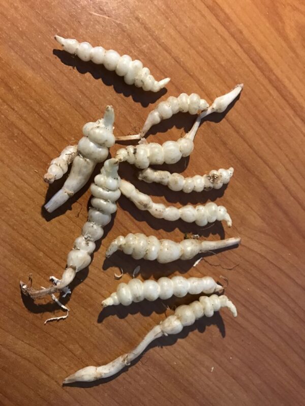 Kinaskok - Stachys affinis - Plugplante
