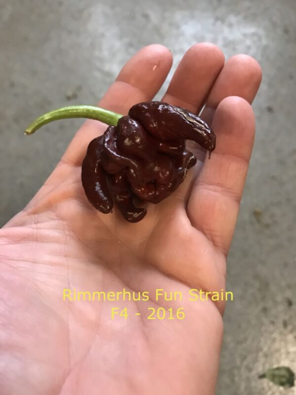 Rimmerhus Fun Strain F5 - C. chinense - Plante - Image 7