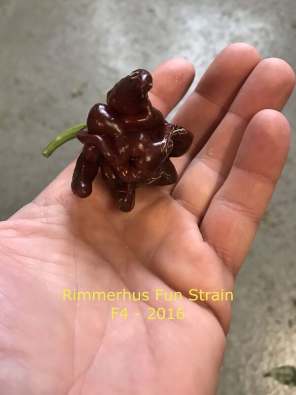 Rimmerhus Fun Strain F5 - C. chinense - Plante - Image 6