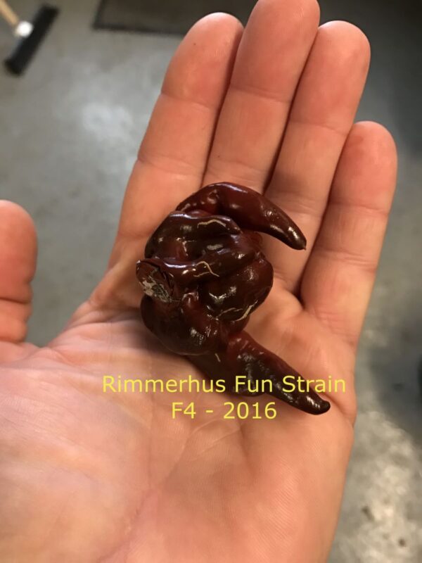 Rimmerhus Fun Strain F5 - C. chinense - Plante - Image 5