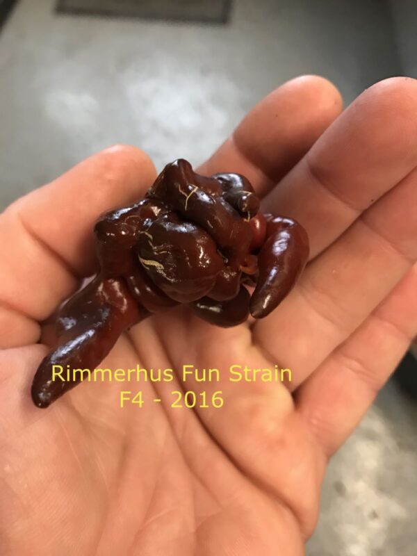 Rimmerhus Fun Strain F5 - C. chinense - Plante - Image 4