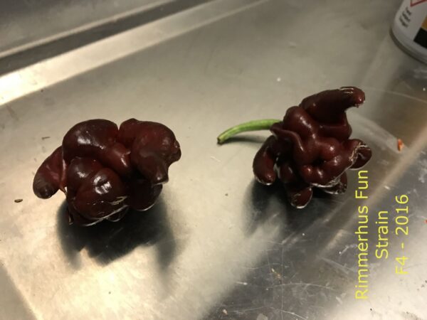 Rimmerhus Fun Strain F5 - C. chinense - Plante - Image 3