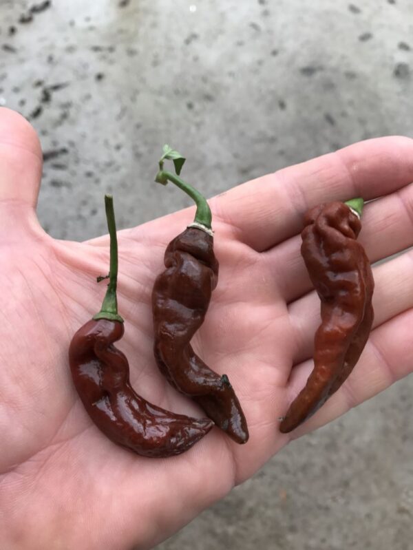 Habanero Chocolate Lightning - C. chinense - Billede 3