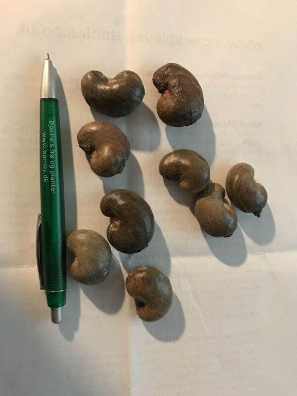 Cashew nød - Anacardium occidentale - Billede 2