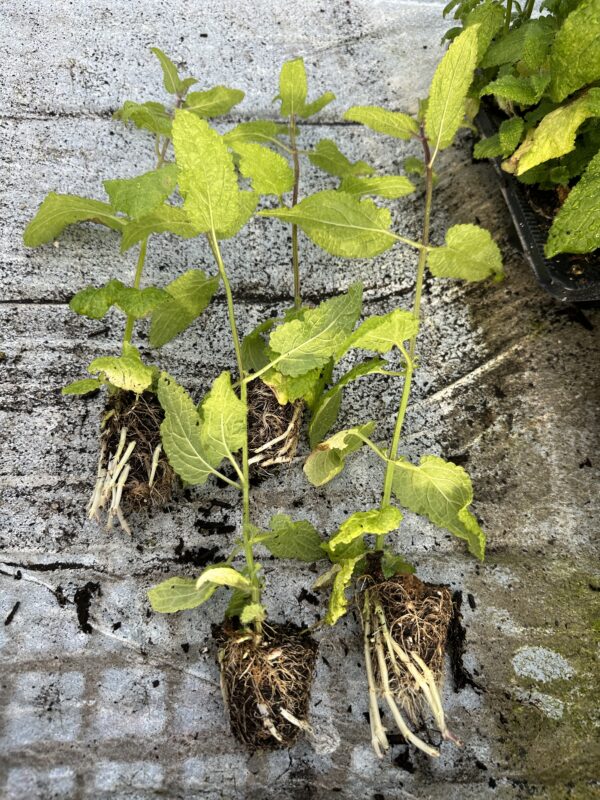 Kinaskok - Stachys affinis - Plugplante - Image 3