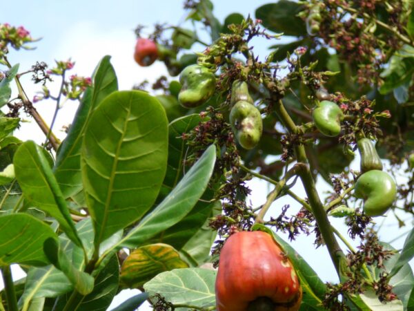 Cashew nød - Anacardium occidentale