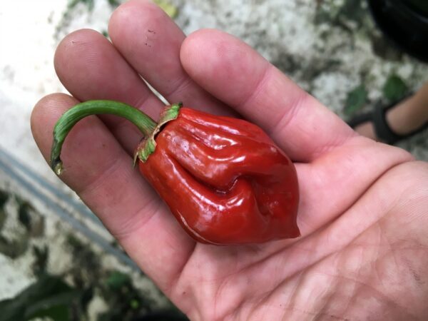 Bubblegum 7 Pot  Caramel - C. chinense