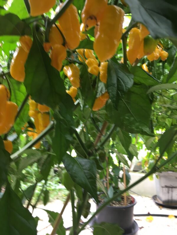 Big Yellow Mama  - Friske frugter - Image 2