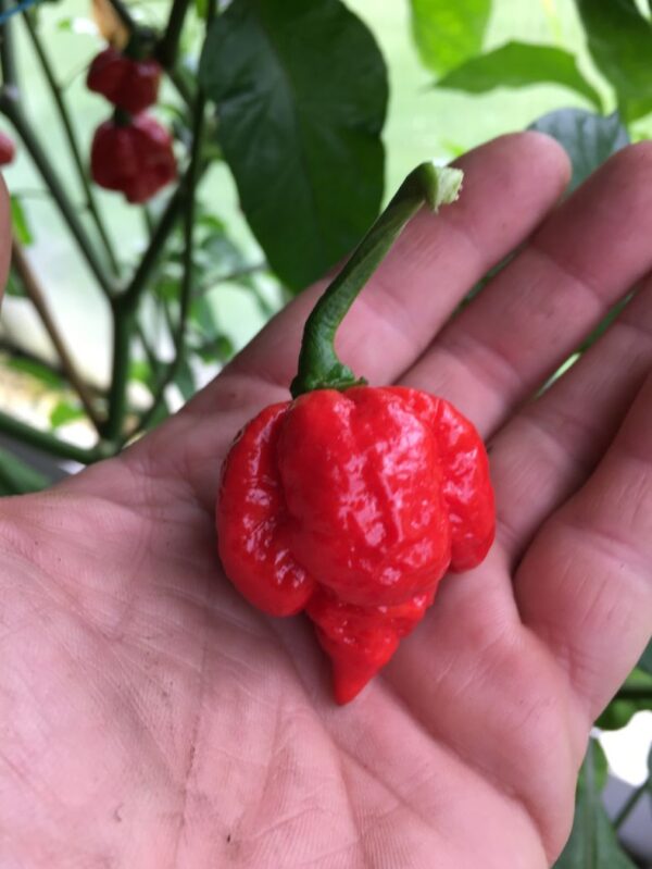 Trinidad Scorpion Moruga 'Satan Strain' – C. chinense