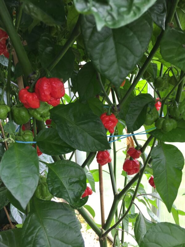 Trinidad Scorpion Moruga 'Satan Strain' – C. chinense - Image 3