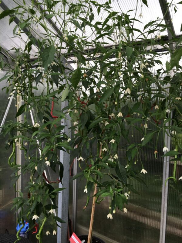 Thunder Mountain Longhorn - C. annuum - Billede 2