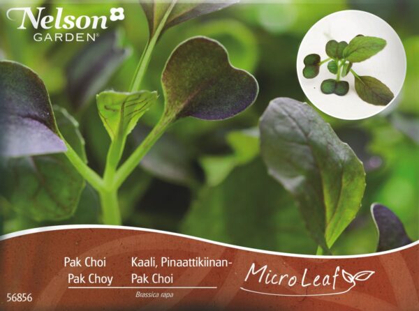 Micro Leaf, Kål Pak Choi  'Red Wizard'