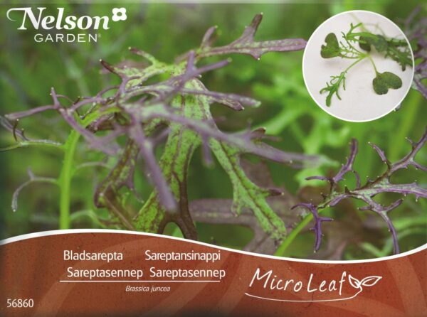 Micro Leaf, Sareptasennep  'Red Frills'