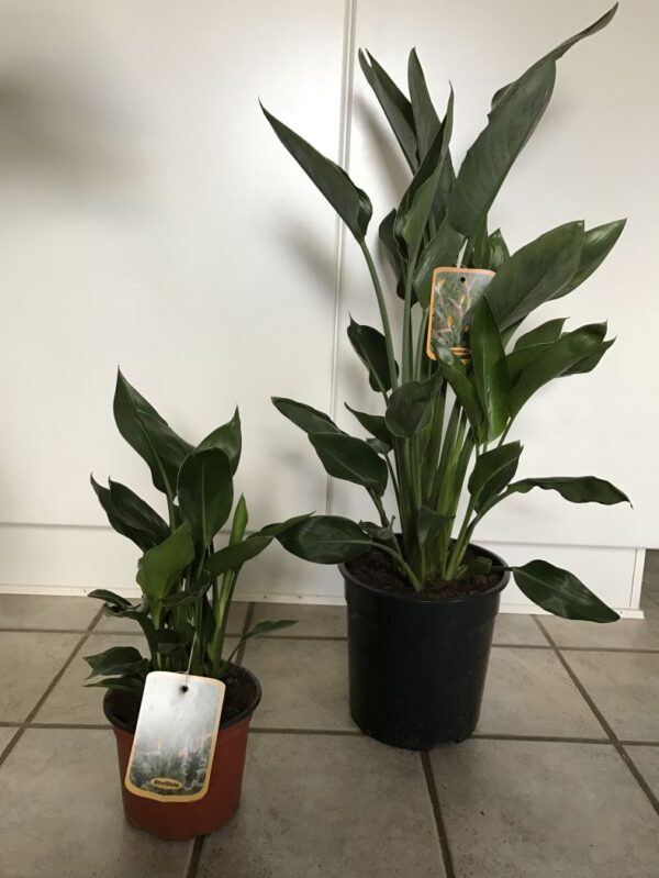 Strelitzia regina - Bird of Paradise Ø17cm