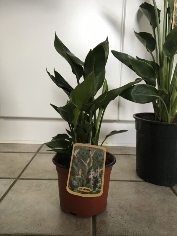 Strelitzia regina - Bird of Paradise Ø17cm - Image 2