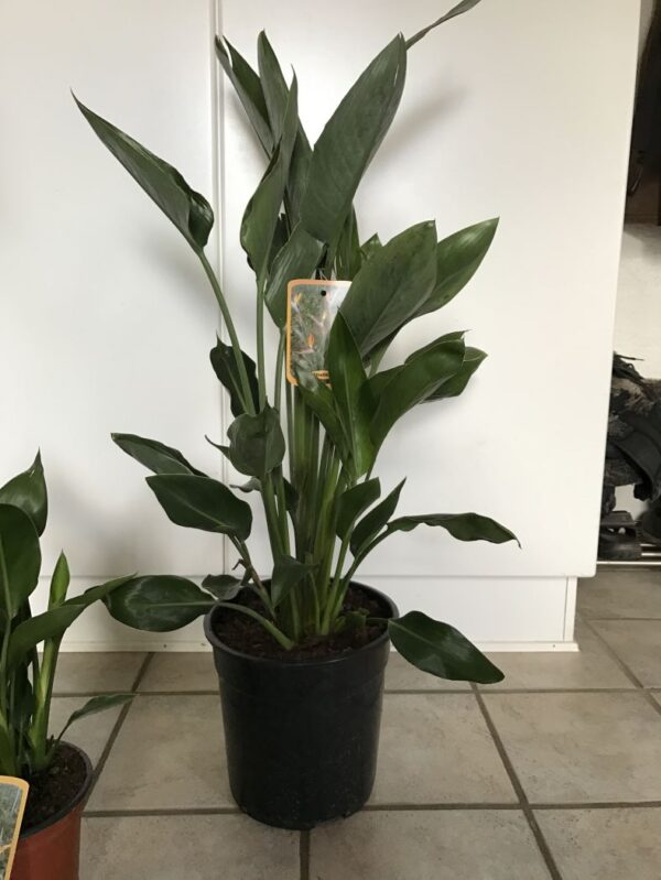 Strelitzia regina - Bird of Paradise Ø17cm - Image 3