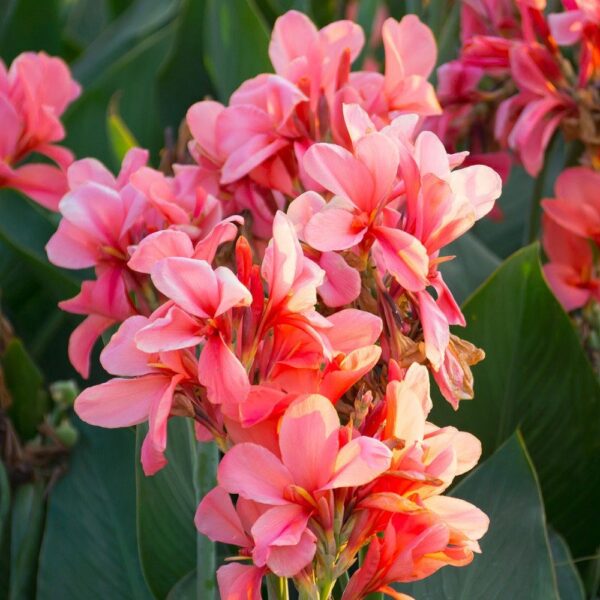 Canna - City of Portland, pink - 1 rhizom