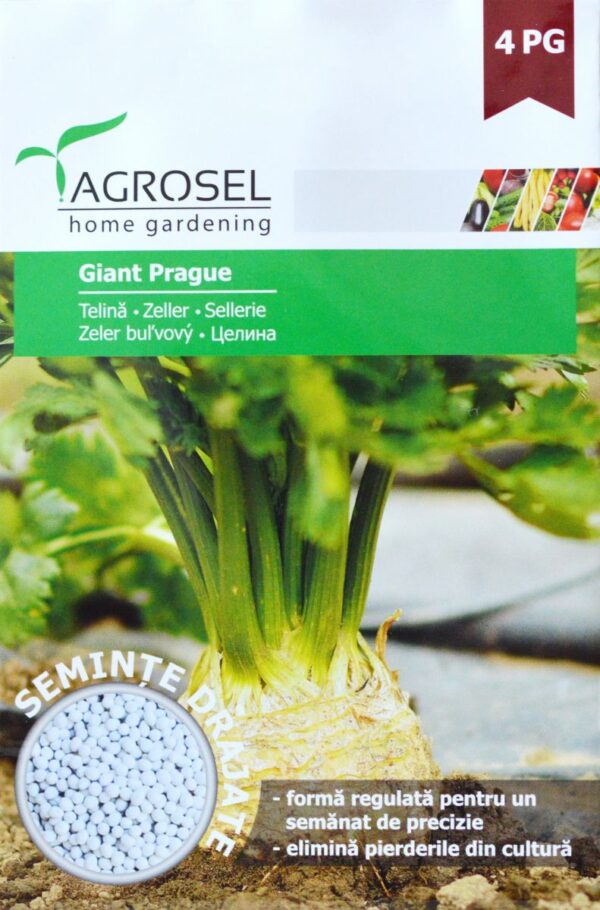 Knoldselleri - Giant Prague - PILLEFRØ - PG4