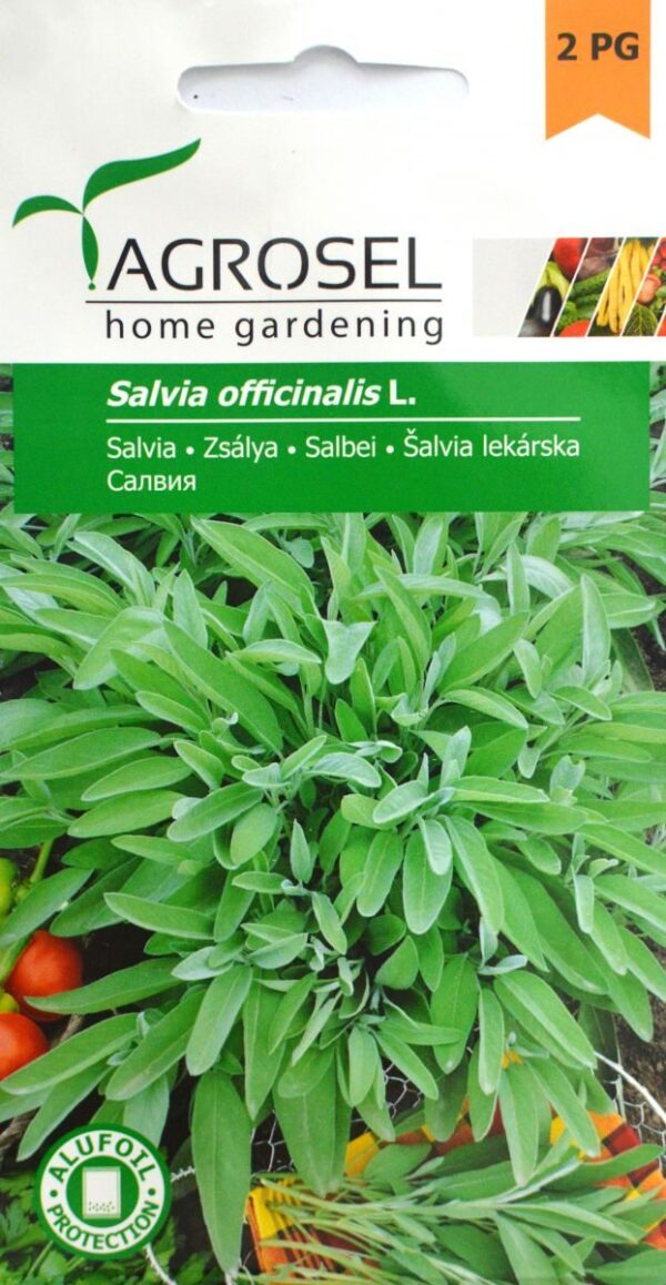 Salvie - Salvia officinalis