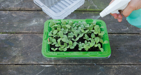 Micro Leaf Basic - Spirebakke - Image 6