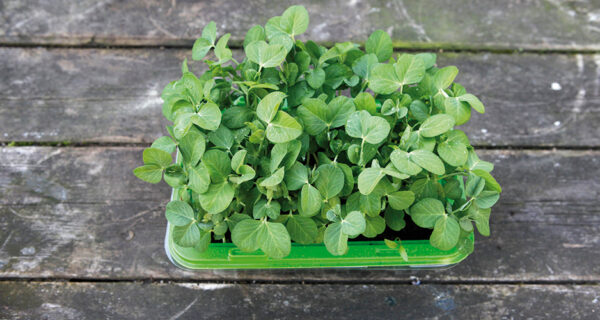 Micro Leaf Basic - Spirebakke - Image 7