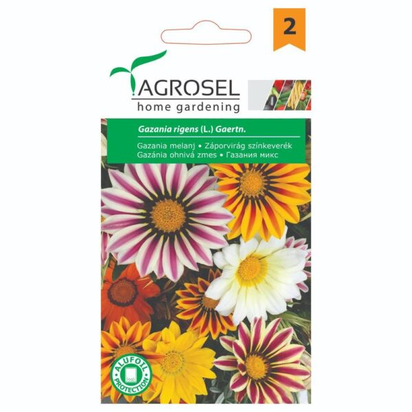 Gazania - Rigens (L.) Gaertn