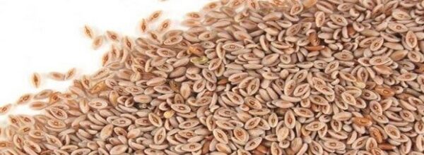 Loppefrø - Plantago psyllium - Image 3