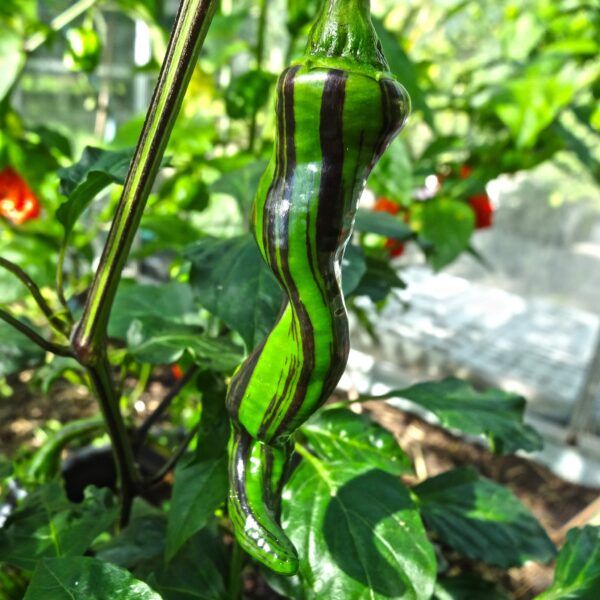 Maule's red  Mols Stribet Original F4 - C.annuum - Plante
