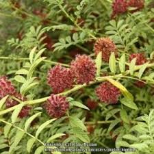 Russisk Lakridsrod - Glycyrrhiza echinata - frø og planter