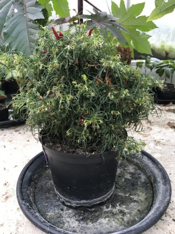 Mutant Candlelight - C. annuum