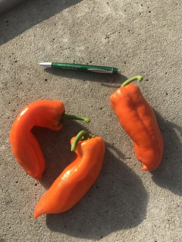 Anaheim Orange - C. annuum