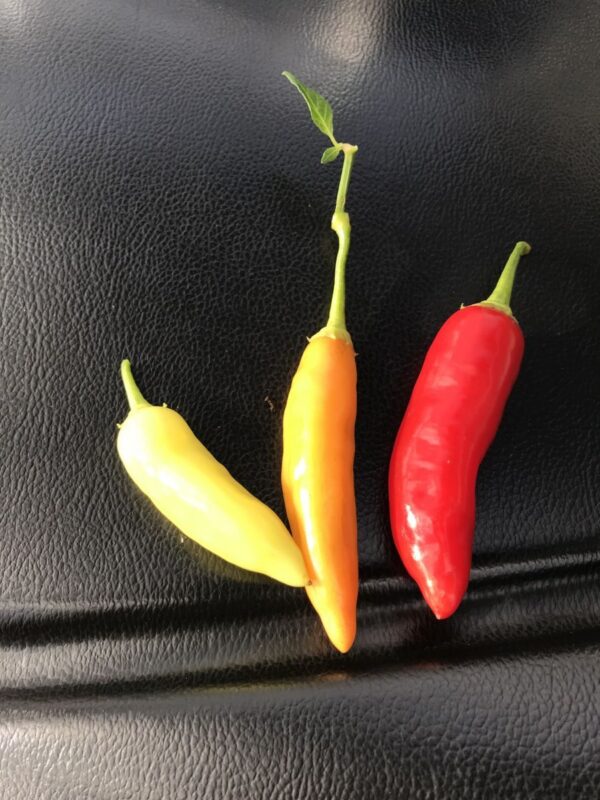 Aji Fee - C. baccatum