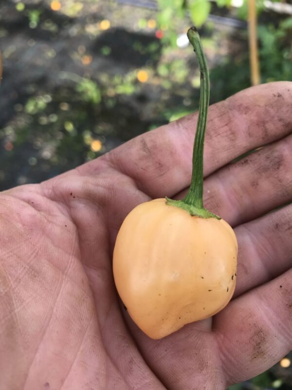 Aji Fantasy Peach - plante