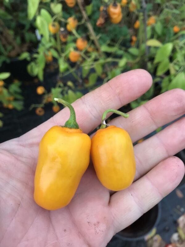 Rocoto Mini . C pubescens