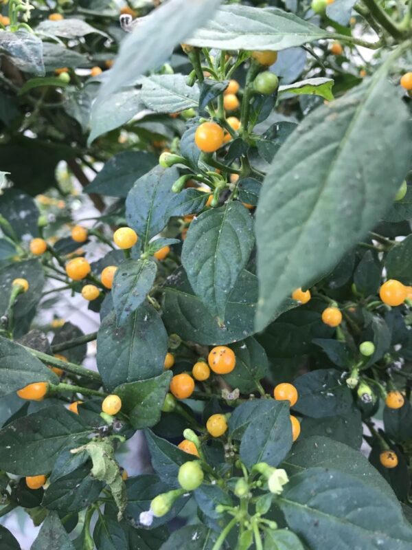 Aji Charapita - C. chinense - Image 2