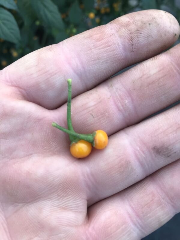 Aji Charapita - C. chinense