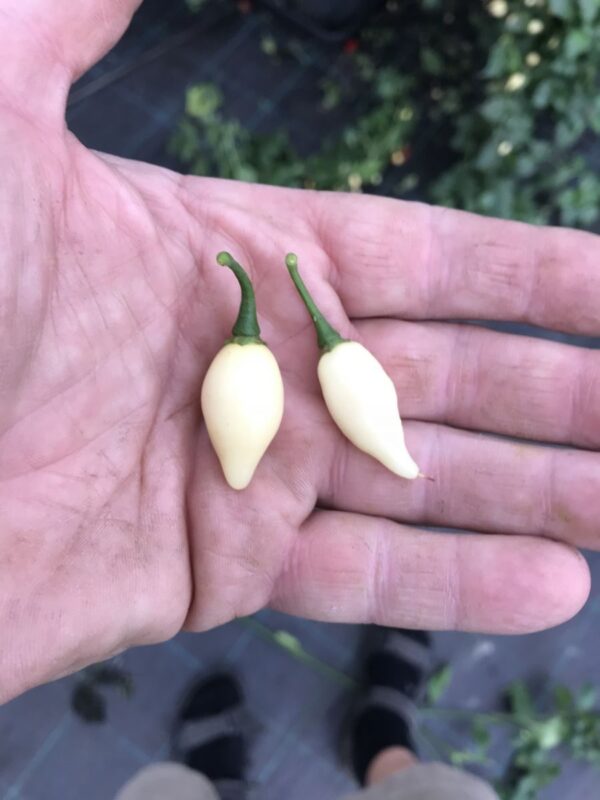 Chupetinho White - plante